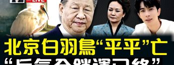 私密：[ID: AXbTfBg5p6c] Youtube Automatic