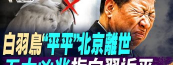 私密：[ID: Y1bUhXxJNDw] Youtube Automatic